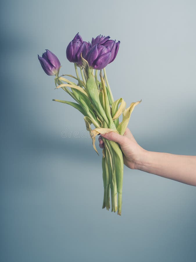 30,999 Dead Flowers Stock Photos Free & RoyaltyFree Stock Photos
