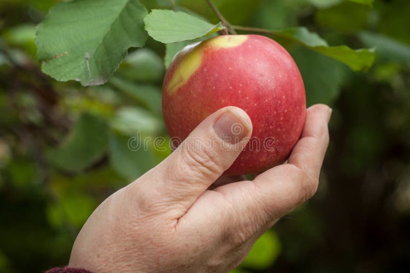 Closeup of hand of woman picking a red apple in apple tree. Closeup of hand of woman picking a red apple in apple tree