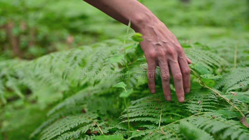 Hand die de groene bladbladeren van fern aanraakt.