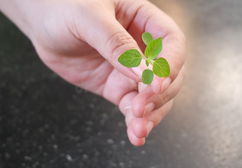 Hand die een Groene Kleine Jonge plant houden royalty-vrije stock foto Hand die een Groene Kleine Jonge plant houden royalty-vrije stock foto