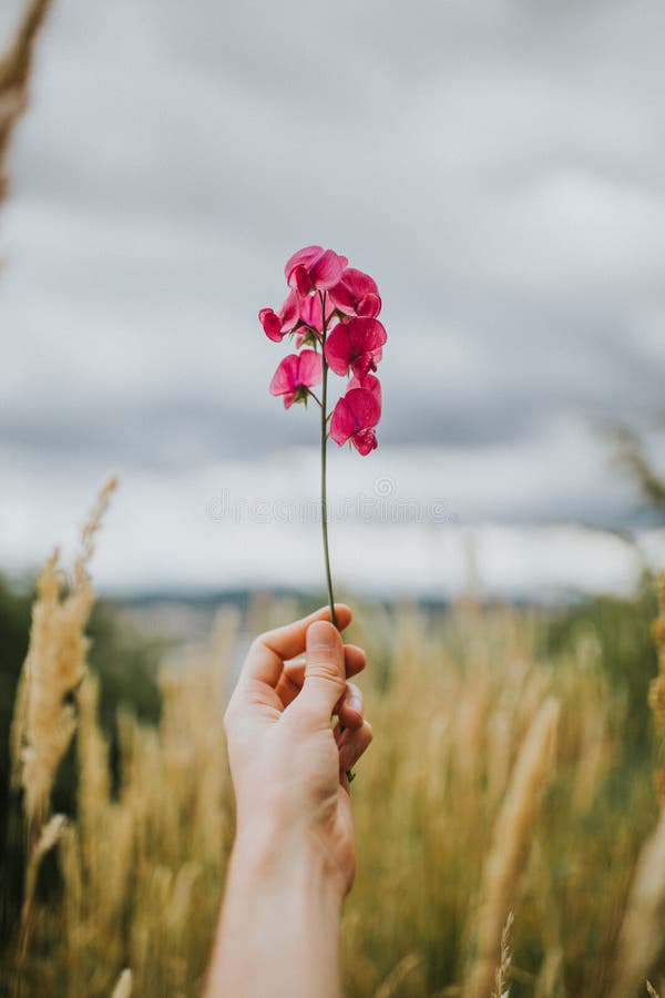 Hand die een mooie bloemtak op een gebied met bewolkte hemel op de achtergrond houden stock foto Hand die een mooie bloemtak op een gebied met bewolkte hemel op de achtergrond houden stock foto