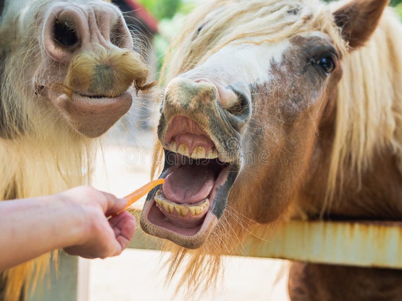 Hand die een paard met wortel voeden Het Concept van het Feddingshuisdier royalty-vrije stock foto's Hand die een paard met wortel voeden Het Concept van het Feddingshuisdier royalty-vrije stock foto's