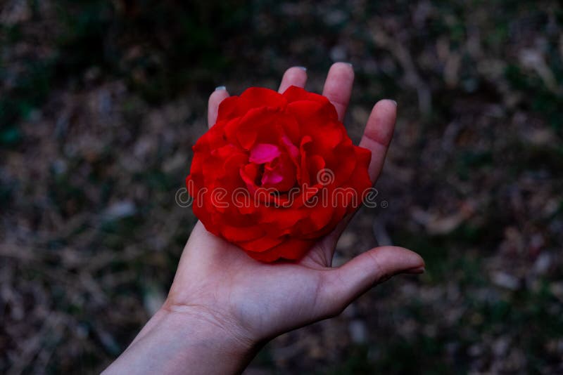 Hand die een rood roze hoofd houden royalty-vrije stock foto Hand die een rood roze hoofd houden royalty-vrije stock foto