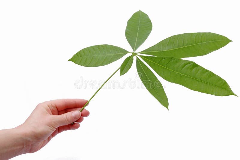 Hand holding a fresh green leaf isolated on white. Hand holding a fresh green leaf isolated on white