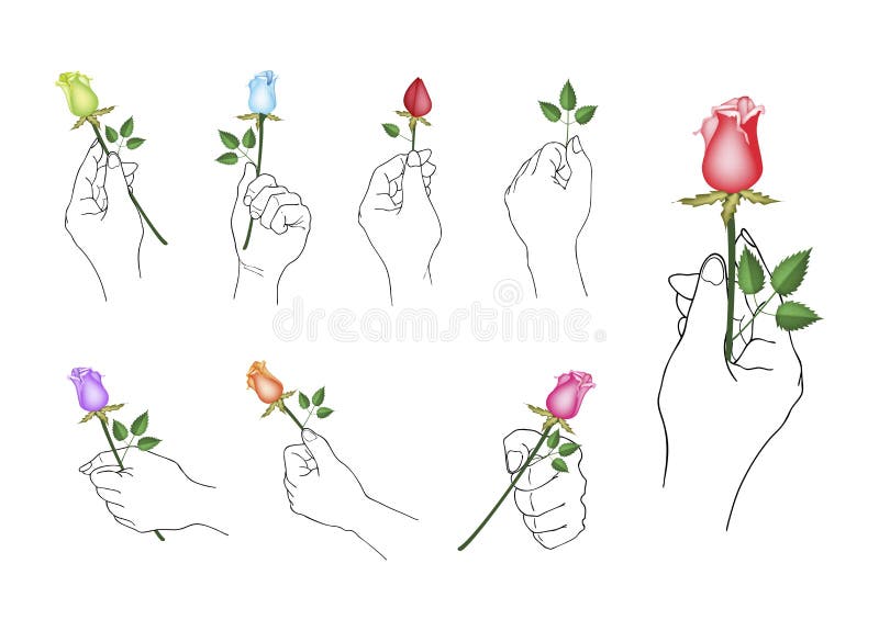 Hand, die Rose Flowers mit grünen Blättern hält vektor abbildung