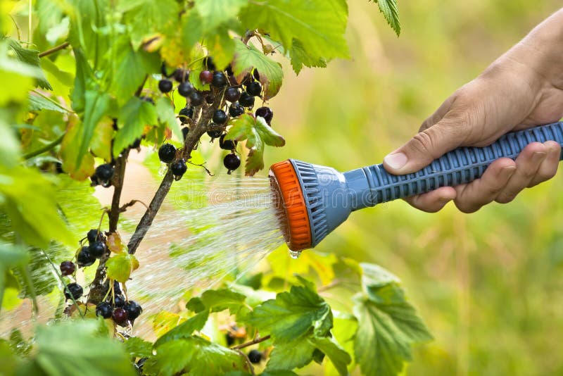 Hand, die Schwarze Johannisbeere im Garten wässert stockfotografie Hand, die Schwarze Johannisbeere im Garten wässert stockfotografie