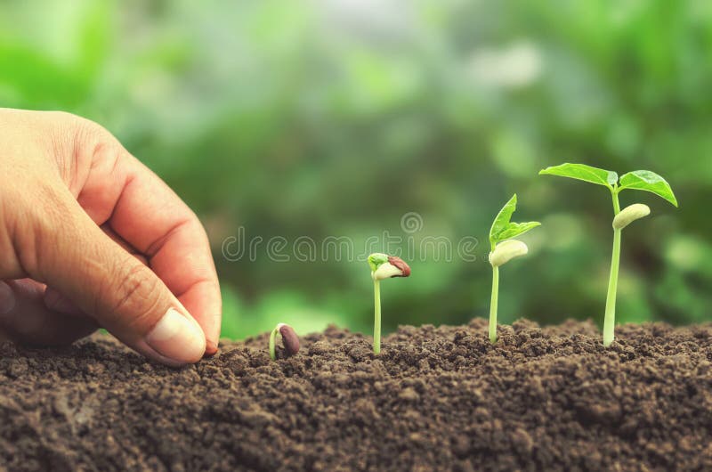 hand die zaad in de groeiende stap van de grondinstallatie planten