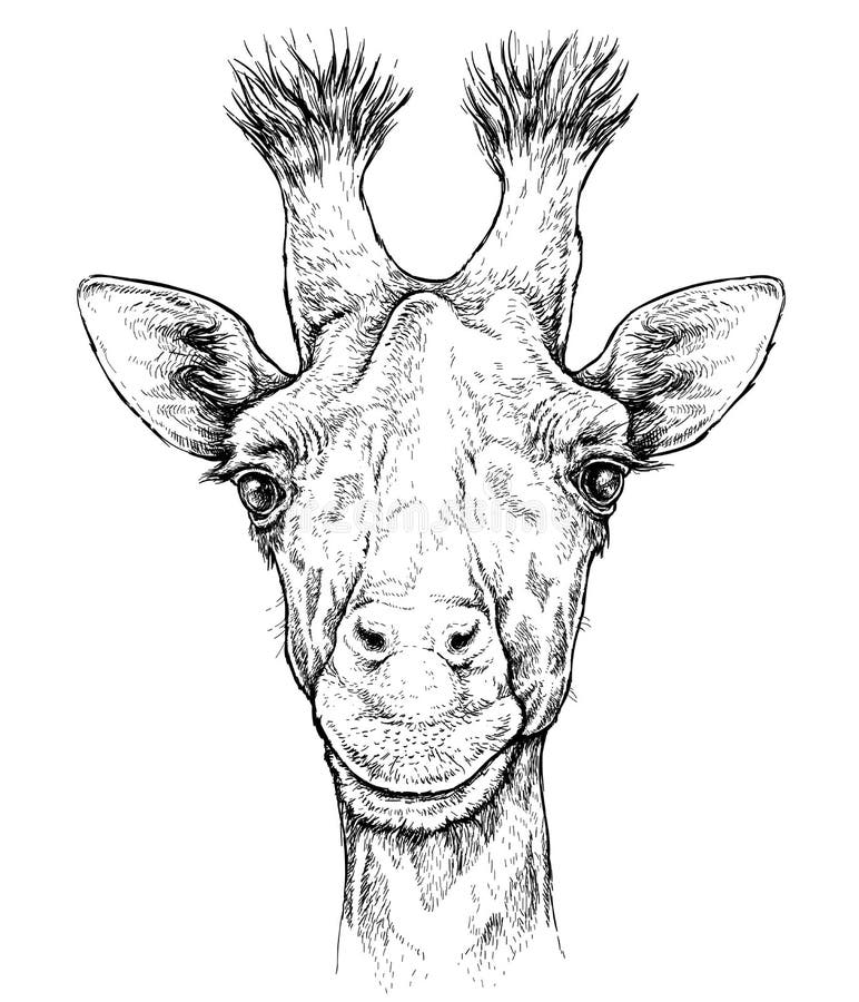 Hand dragen stående av den gulliga giraffet Vektorillustration som isoleras på vit vektor illustrationer