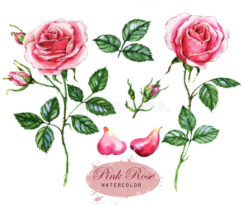Hand-dragen vattenfärgillustration av de rosa rosorna Botanisk teckning som isoleras på den vita bakgrunden royaltyfri illustrationer Hand-dragen vattenfärgillustration av de rosa rosorna Botanisk teckning som isoleras på den vita bakgrunden royaltyfri illustrationer