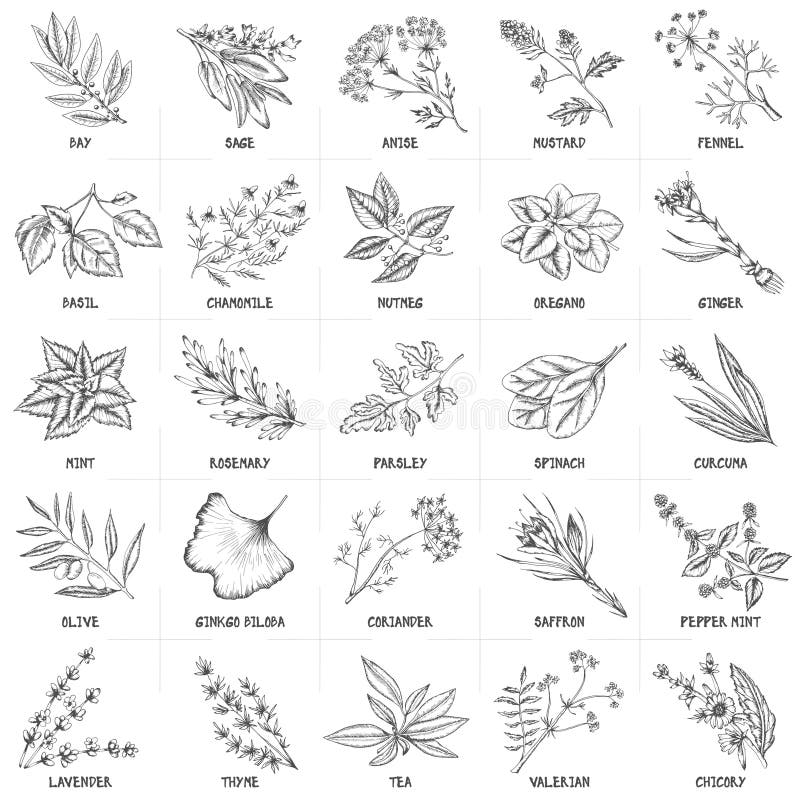 Hand dragen vektoruppsättning av ört- och kryddatappning vektor illustrationer Hand dragen vektoruppsättning av ört- och kryddatappning vektor illustrationer