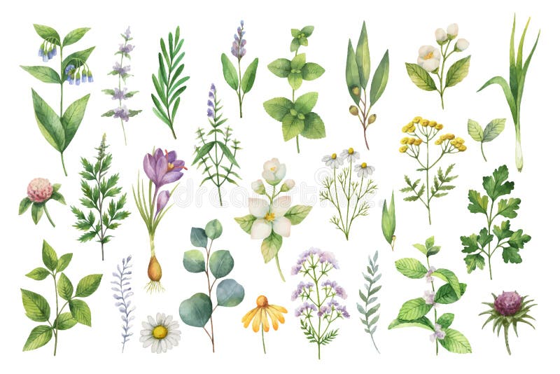 Hand dragen vektorvattenfärguppsättning av örter, vildblommor och kryddor vektor illustrationer