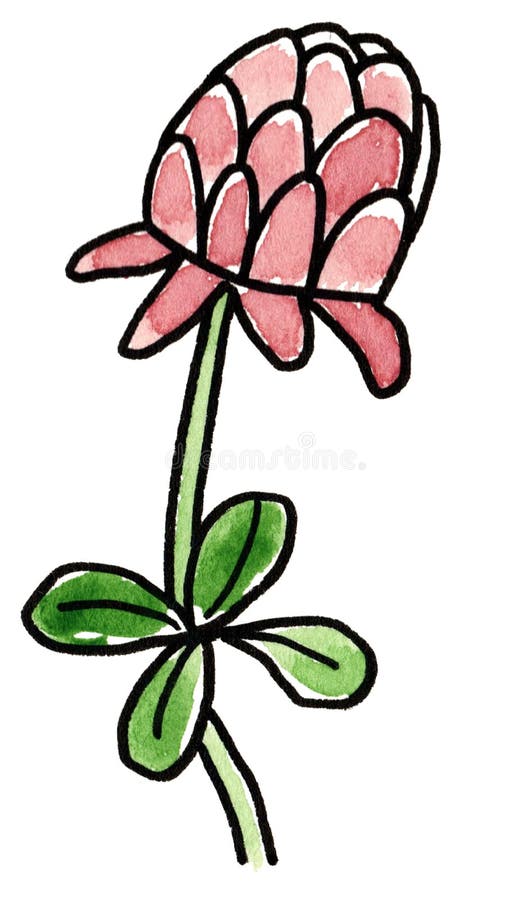 Hand dragen växt av släktet Trifoliumblomning för fyra blad stock illustrationer Hand dragen växt av släktet Trifoliumblomning för fyra blad stock illustrationer