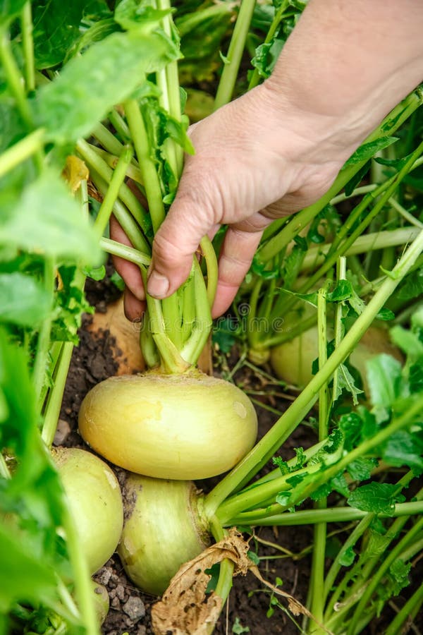 Hand dragging young turnip stock photo. Image of juicy 62427326