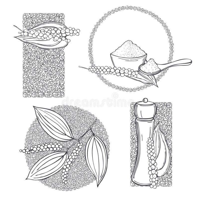 Hand Draw Black Pepper. Vector Sketch Illustration Stock Vector Illustration of peppercorn
