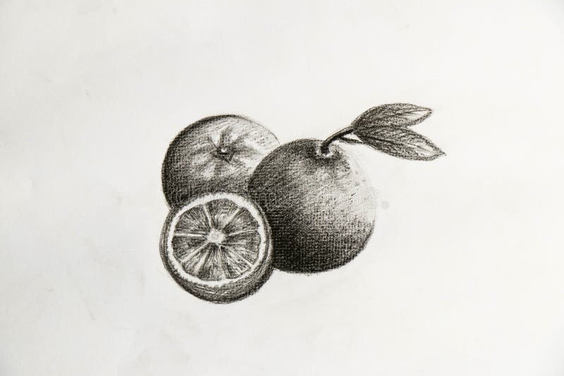 Hand Draw of Black and White Oranges Stock Image Image of food, white 99188331