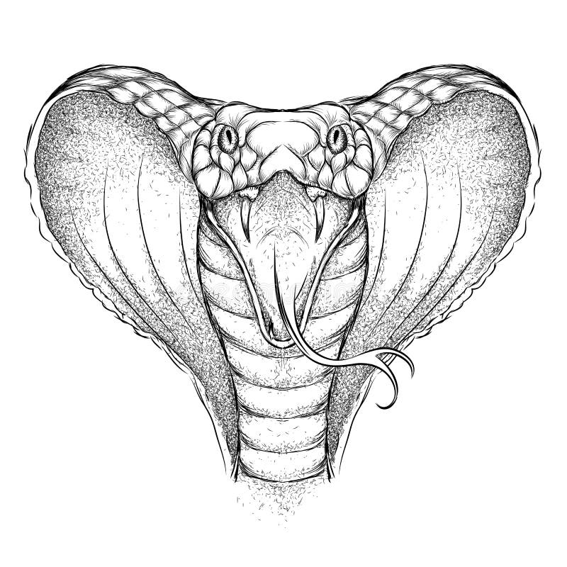 Featured image of post Cobra Snake Head Drawing Front View King cobra snakes generally have a thin hood but you can draw yours as wide as you like