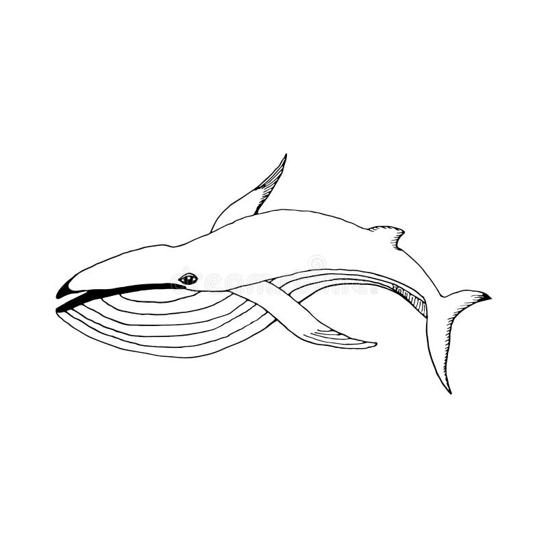 Cute Whale Outline Stock Illustrations – 2,591 Cute Whale Outline Stock ...