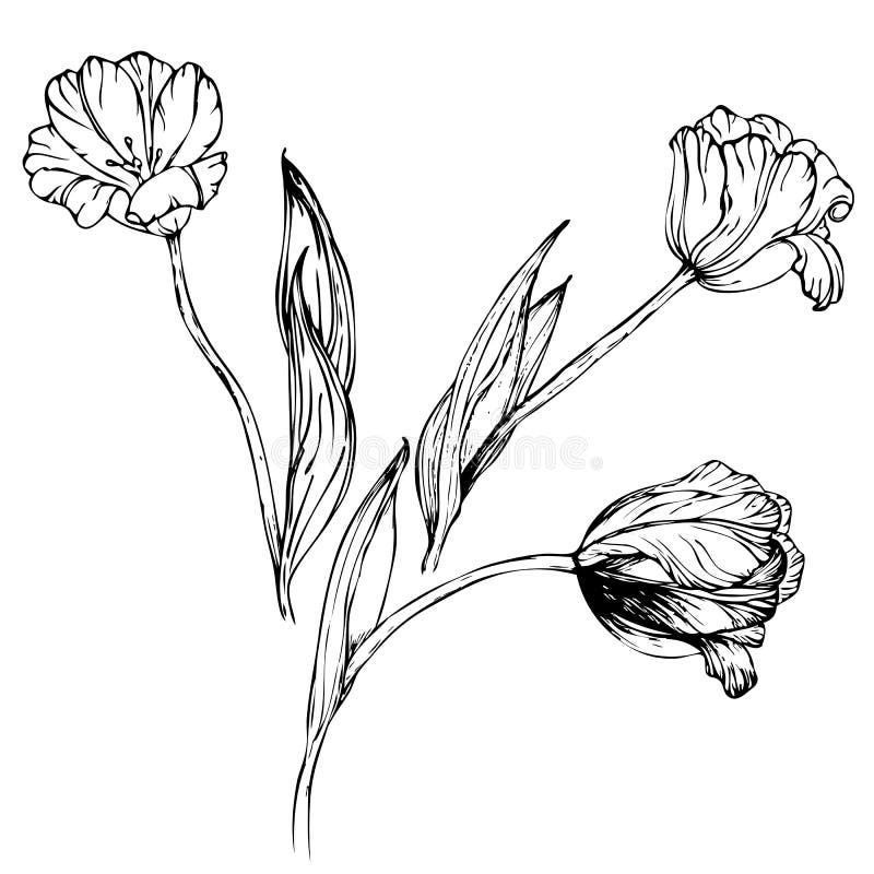 Hand drawing black and white tulips flowers