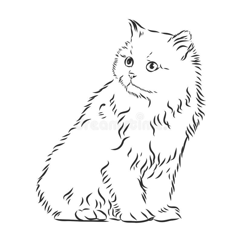 cat sketch