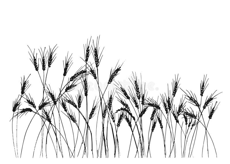 Hand drawing ears of rye