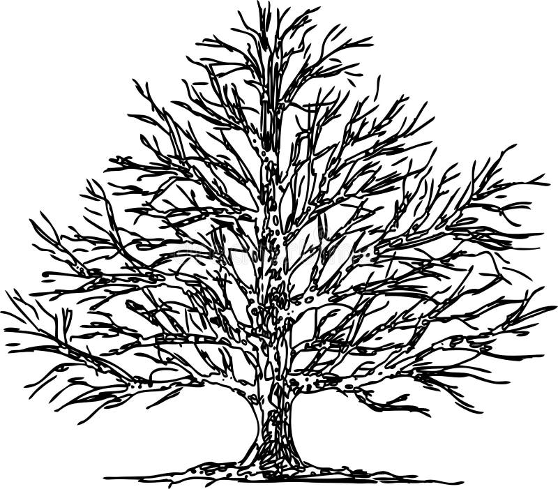 Hand Drawing of an Oak Tree in Winter Stock Vector Illustration of