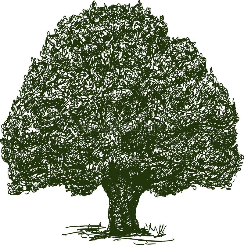 Old Oak Tree Summer Stock Illustrations 1 539 Old Oak Tree