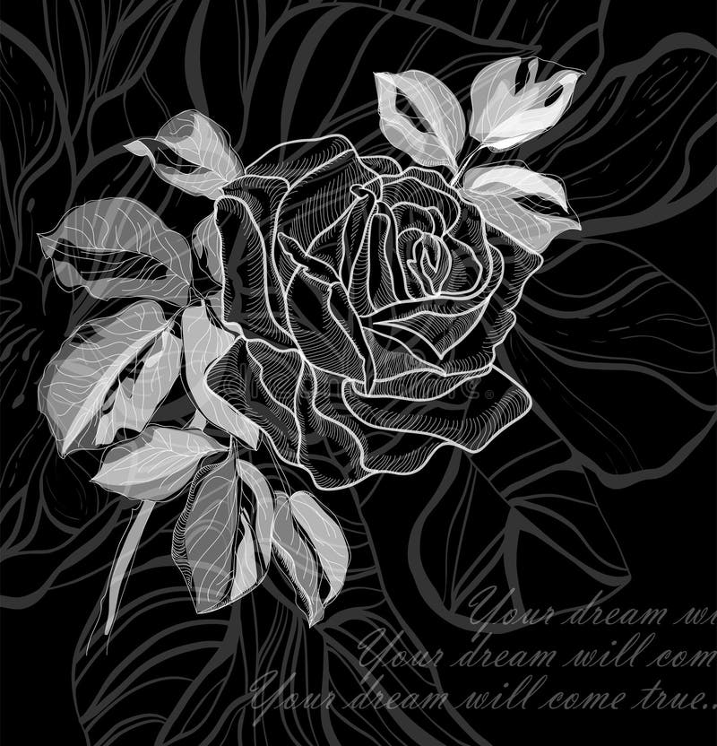 4,300+ Drawing rose Free Stock Photos StockFreeImages