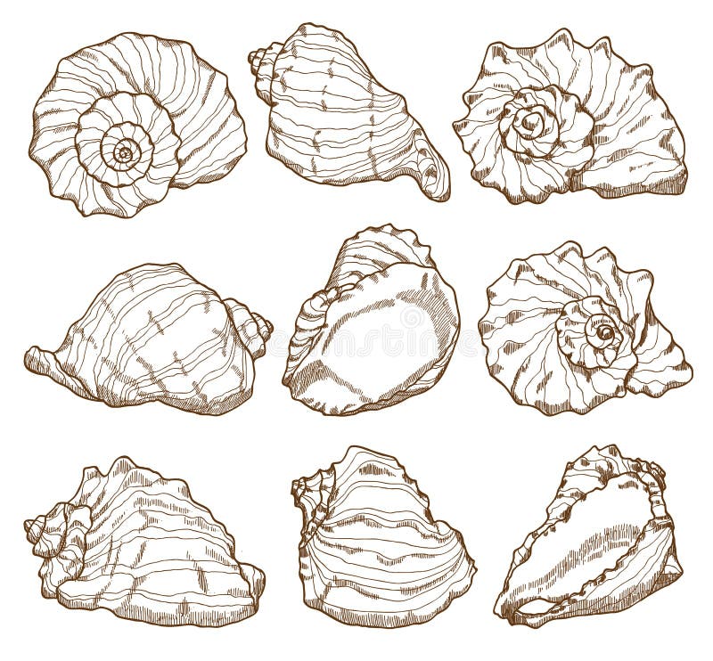 Drawing Seashell Stock Illustrations – 27,523 Drawing Seashell