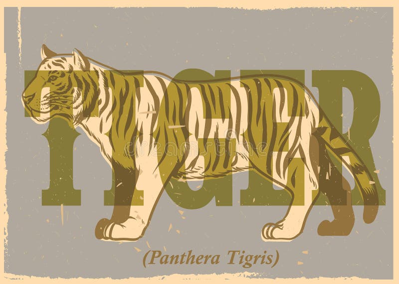 Hand Drawing Style of Vintage Tiger Poster Stock Vector Illustration