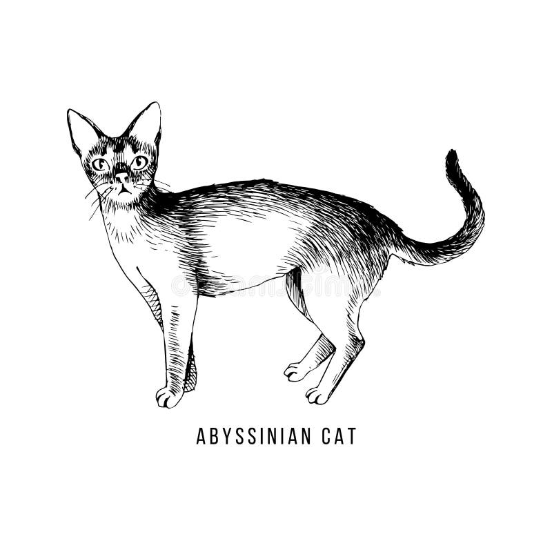 Pixel Art Vector Abyssinian Cat Icon Isolated On White Background Stock  Illustration - Download Image Now - iStock