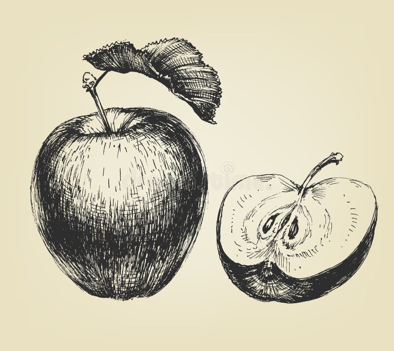 ArtStation - Apple sketch