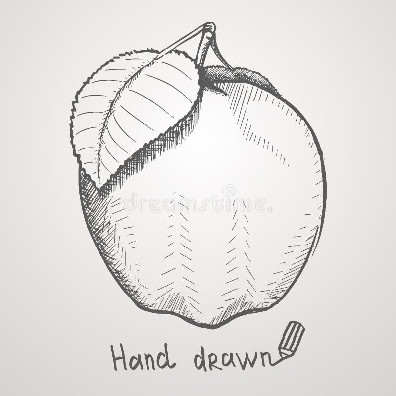 Hand Drawn Apple. Vector Illustration. Stock Vector Illustration of