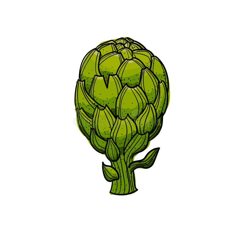 Hand Drawn Artichoke on a White Background with an Outline. Stock ...