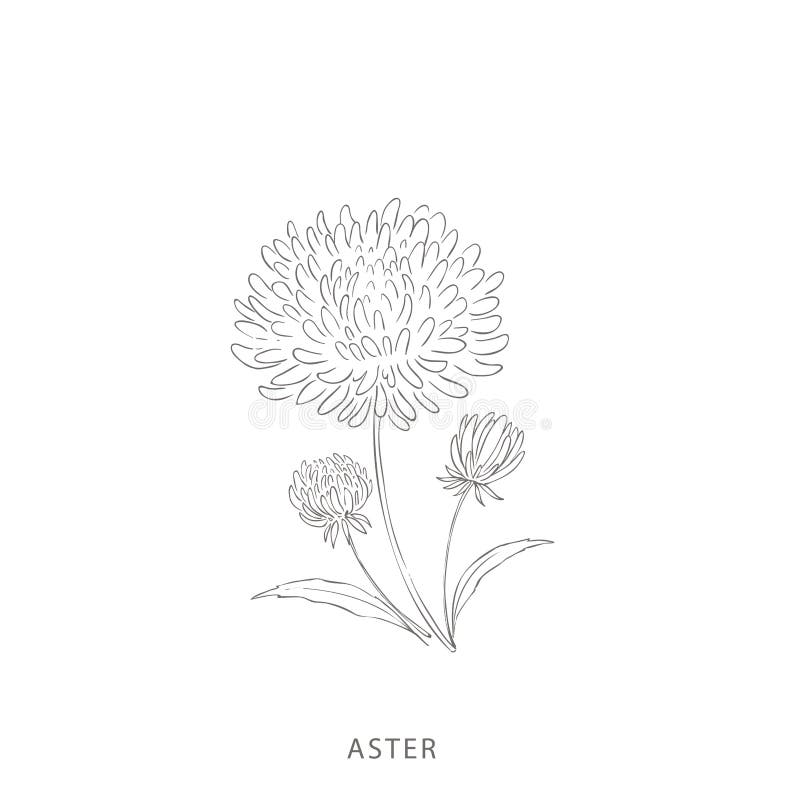 Hand drawn aster flower.Plant design elements.