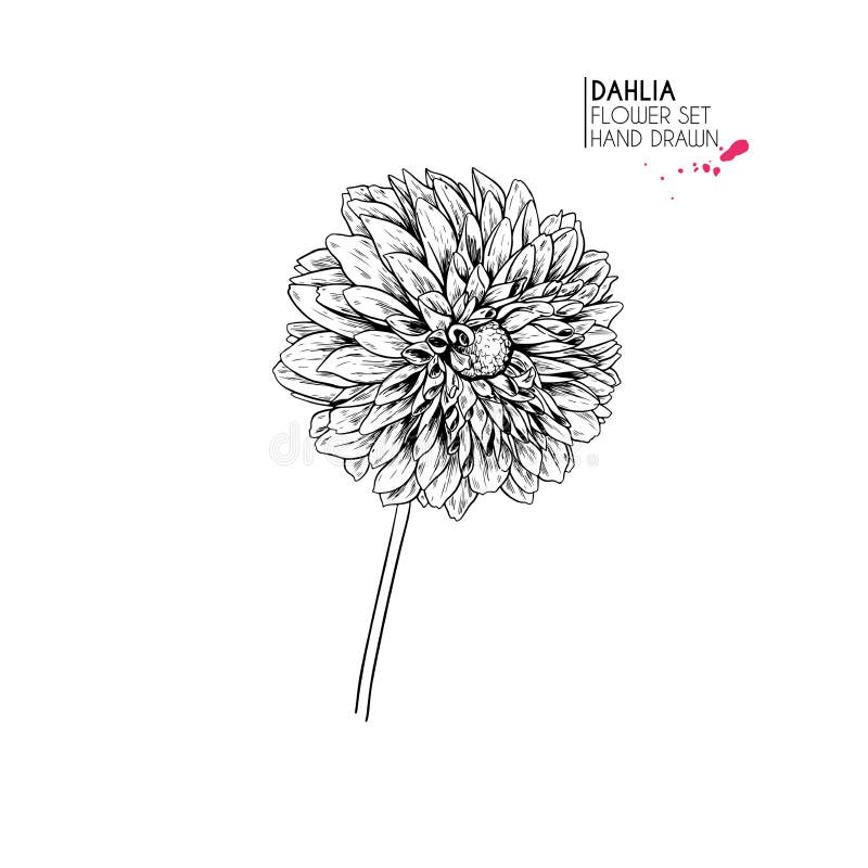 Hand Drawn Autumn Flowers. Dahlia Engraved Art. Botanical Illustration Stock Vector - Illustration of beauty, bouquet: 151484826 Hand Drawn Autumn Flowers. Dahlia Engraved Art. Botanical Illustration Stock Vector - Illustration of beauty, bouquet: 151484826