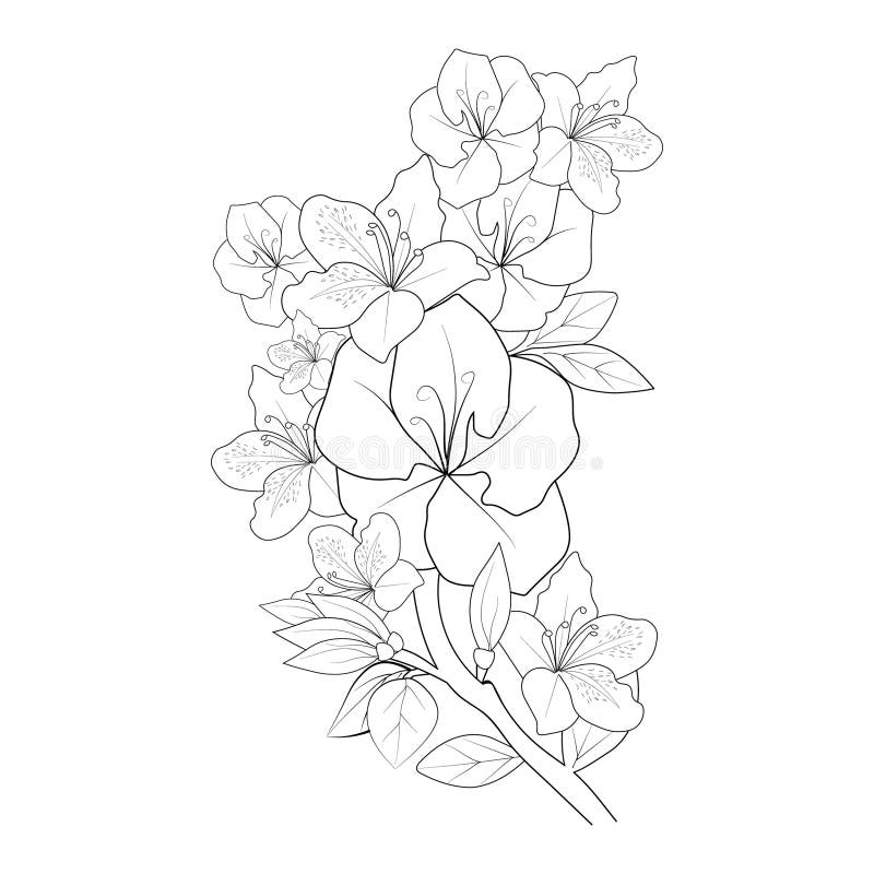 Hand-drawn Azalea Flower Vector Sketch Illustration Engraved Ink Art ...