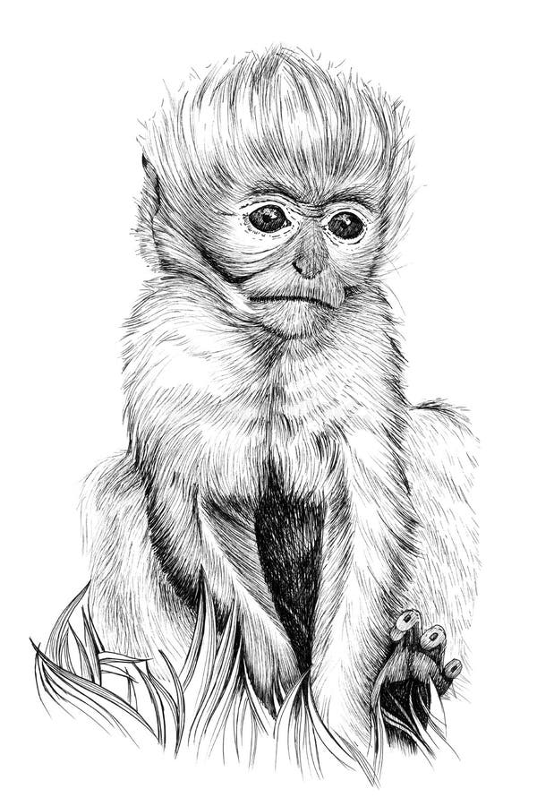 25 Fantastic Pencil Monkey Drawing References - Beautiful Dawn Designs | Monkey  drawing, Monkey art, Sketches