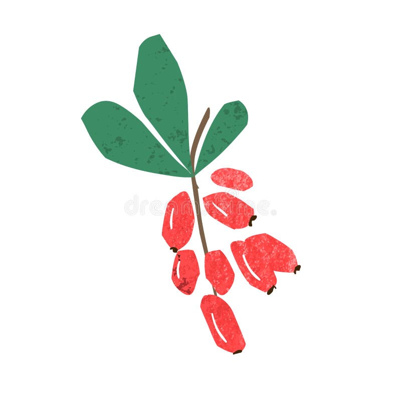 Hand drawn barberry bunch with fruit and leaves vector flat illustration. Ripe seasonal edible red berries on branch