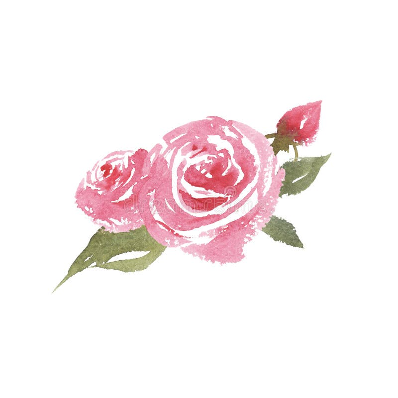 Hand drawn vintage watercolor pink roses vector illustration Hand drawn vintage watercolor pink roses vector illustration