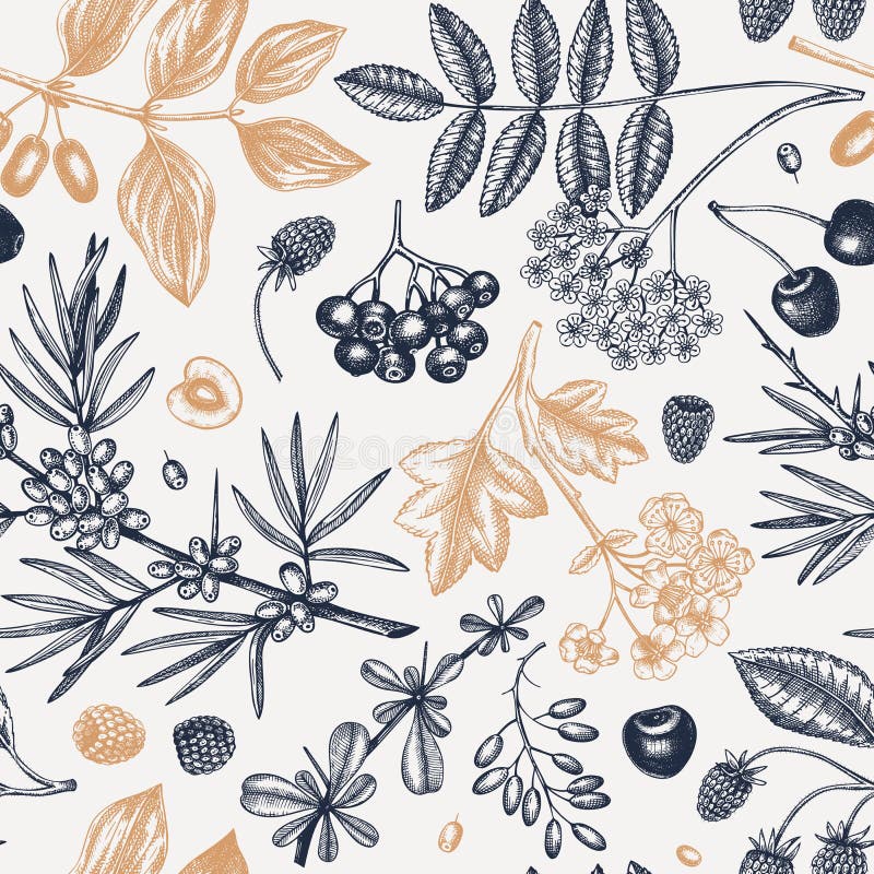 Hand drawn berries backdrop in engraved style. Wild berries and flowers seamless pattern. Hand drawing. Vintage forest plants