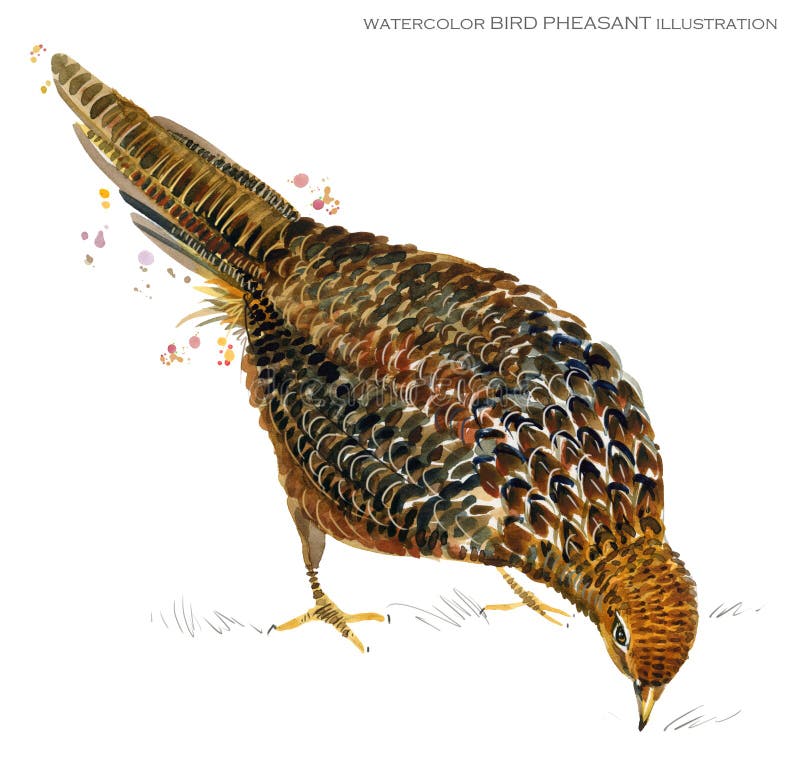 Bird pheasant watercolor illustration.