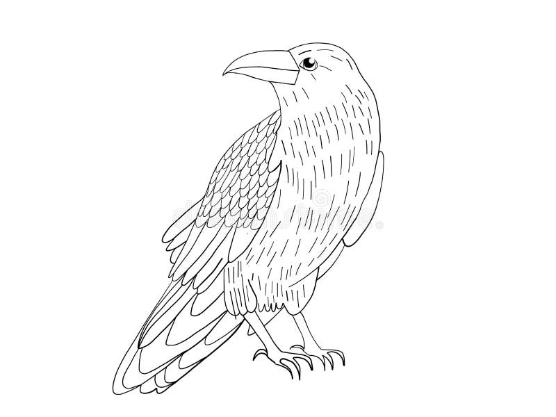 Hand-drawn black crow. Raven, bird sketch, vector illustration. royalty free illustration