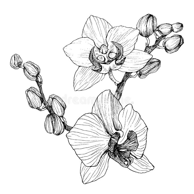 Hand drawn black outline orchid on a white background isolated. Highly detailed vector illustration. Beautiful exotic royalty free illustration Hand drawn black outline orchid on a white background isolated. Highly detailed vector illustration. Beautiful exotic royalty free illustration