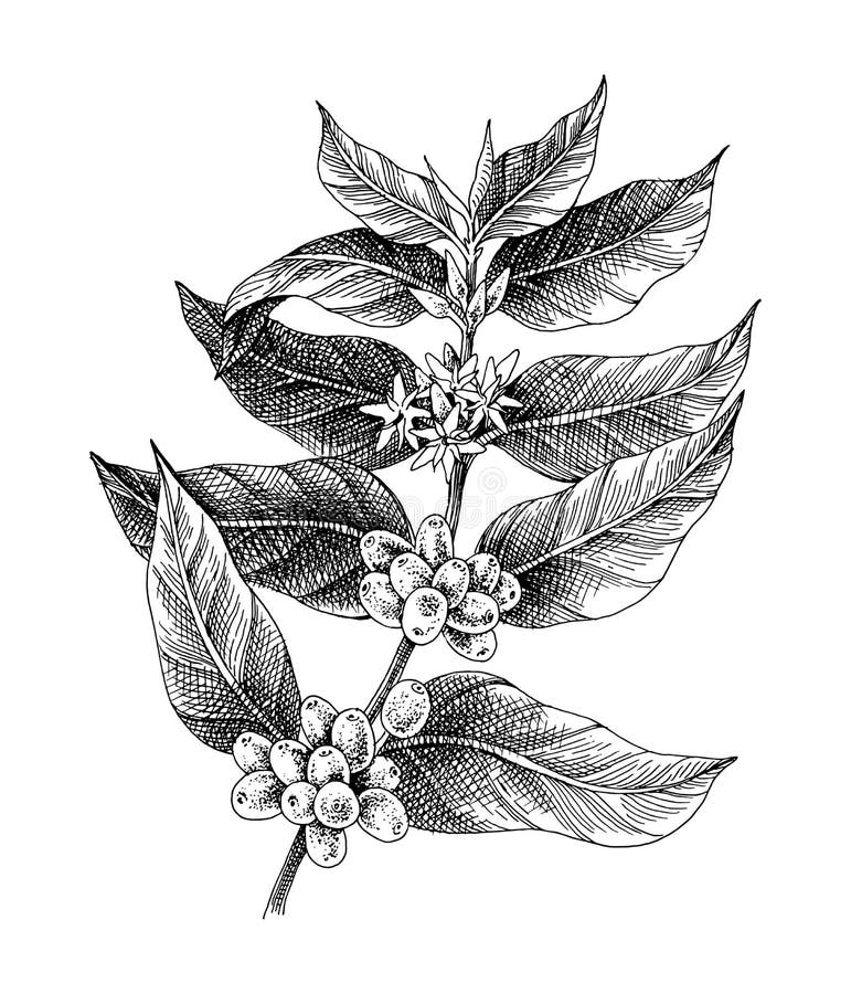 Coffee Flower Drawing Stock Illustration  Download Image Now  Coffee Plant  Raw Coffee Bean Plant  iStock