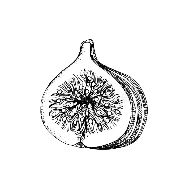 Black Fig Stock Illustrations 856 Black Fig Stock Illustrations