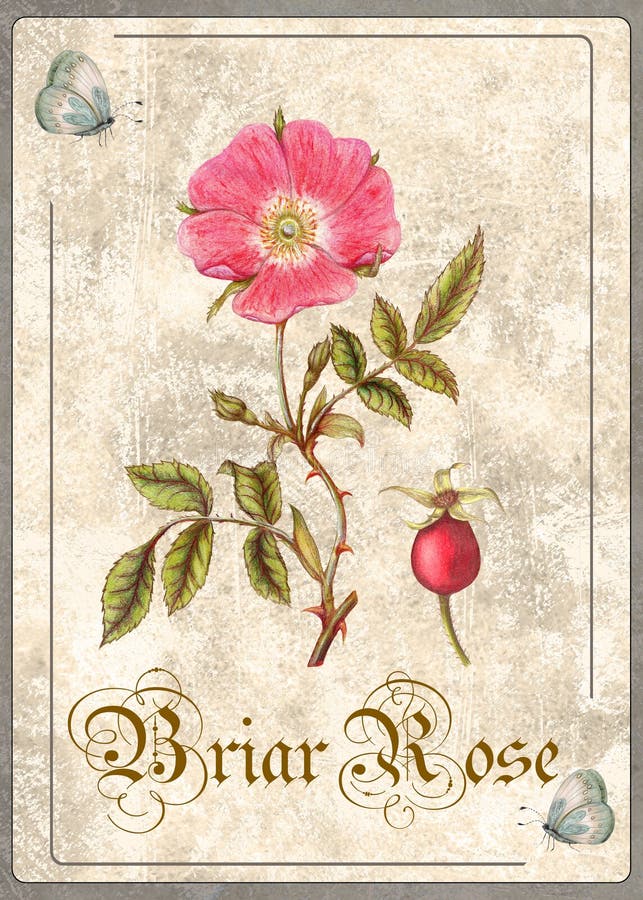 Briar Rose Stock Illustrations – 5,434 Briar Rose Stock