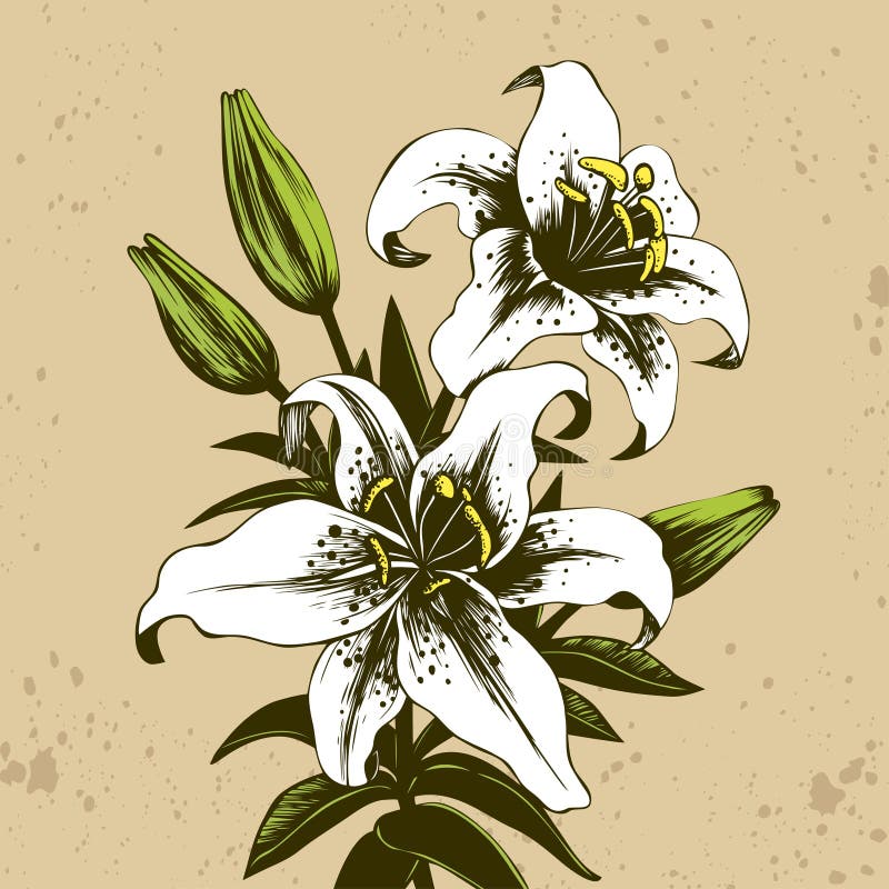 Lilies Bouquet stock illustration. Illustration of group - 21923586
