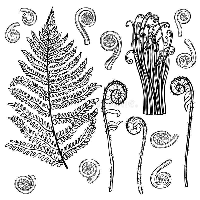 Hand drawn bracken fern.  Vector illustration