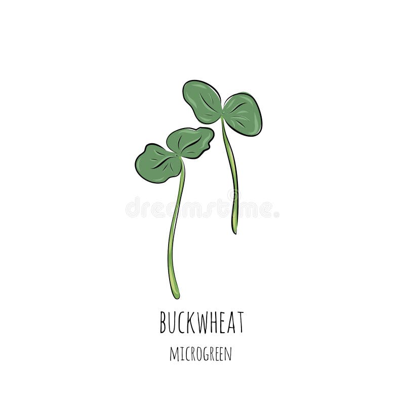 Hand Drawn Buckwheat Micro Greens. Vector Illustration in Sketch Style