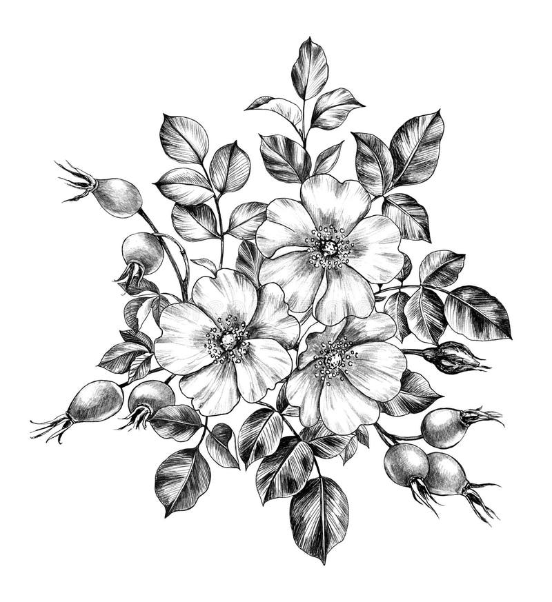 Bunch Flowers Pencil Drawing Stock Illustrations – 415 Bunch Flowers ...